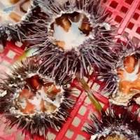 Sea Urchin Roe