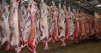 Argentine Approve Slaughter House Frozen Beef