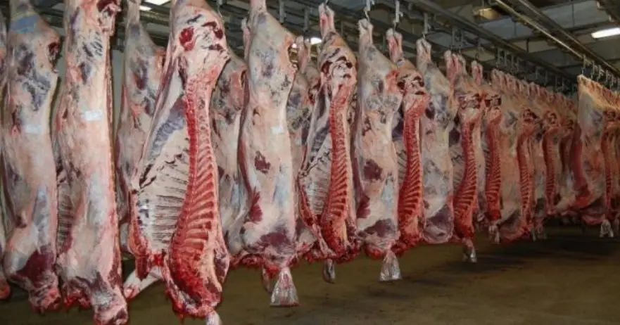 Argentine Approve Slaughter House Frozen Beef
