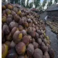 Dry And Wet Coconut