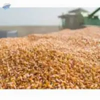 Dry Fallen Corn Kernels