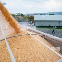 Corn for animal feed