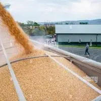 Corn for animal feed