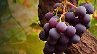 Grapes