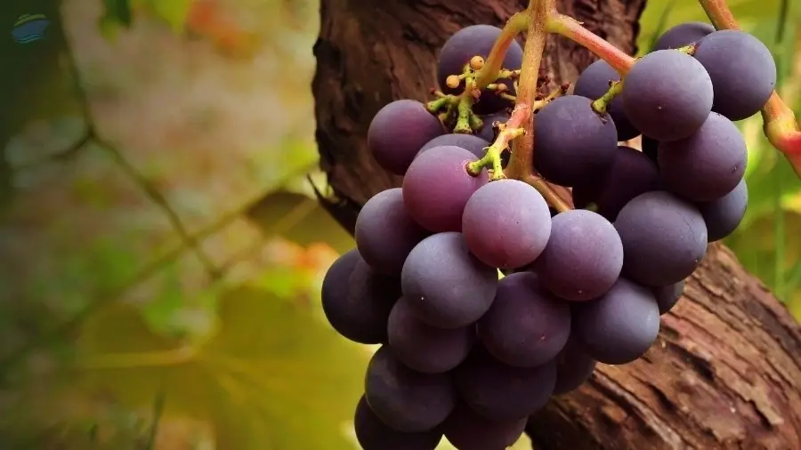 Grapes