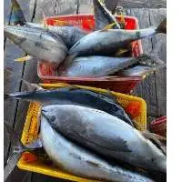 Tuna Fish