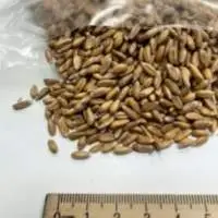 Spelt