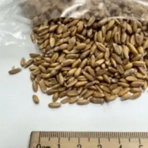Spelt
