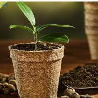 Coco Peat