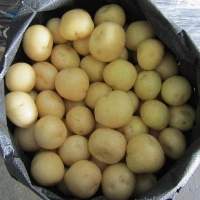 Premium Small White Potatoes