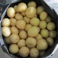 Premium Small White Potatoes