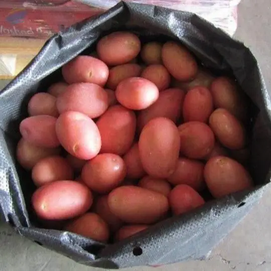 Premium Small Red Potatoes