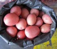 Premium Medium Red Potatoes