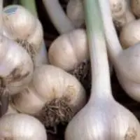 Allium Sativum