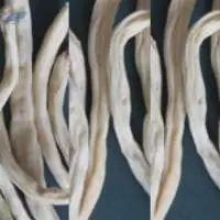 Asparagus Adscendens