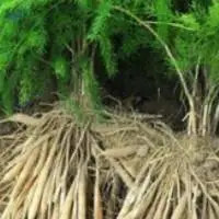 Asparagus Racemosus