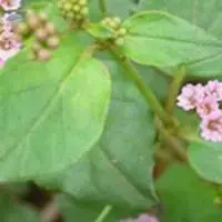 Boerhaavia Diffusa