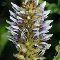 Glycyrrihiza Glabra