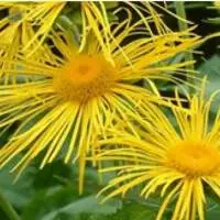 Inula Racemosa