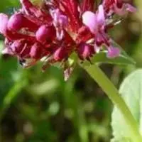 Nardostachyas Jatamansi