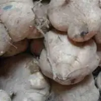Pueraria Tuberosa