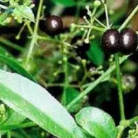Rubia Cordifolia