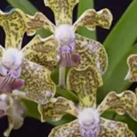Vanda Roxburghi