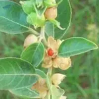 Withania Somnifera