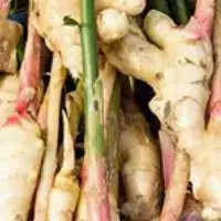 Zingiber Officinalis