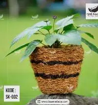 Coconut Pot For Plants/flowers