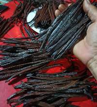 Vanilla Planifollia Gourmet