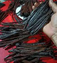 Vanilla Planifollia Gourmet