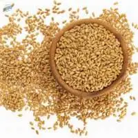 Wheat