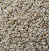 Sesame Seeds