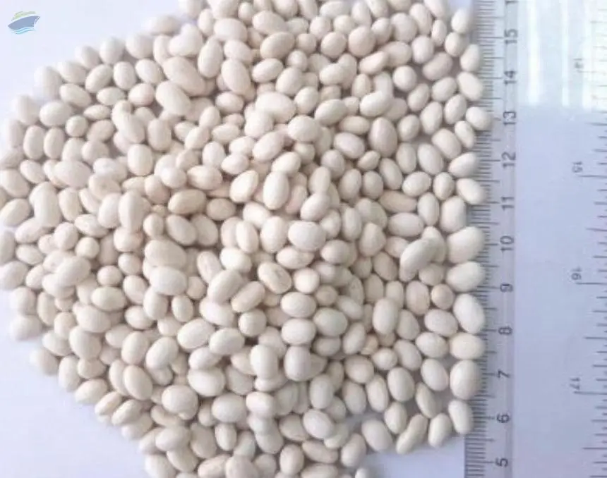 White Pea Beans