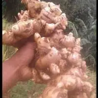 Giant Ginger