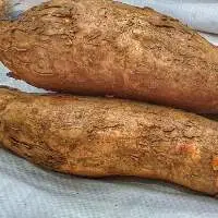 Cassava