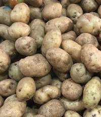 Potato