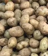 Potato