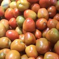 Tomato