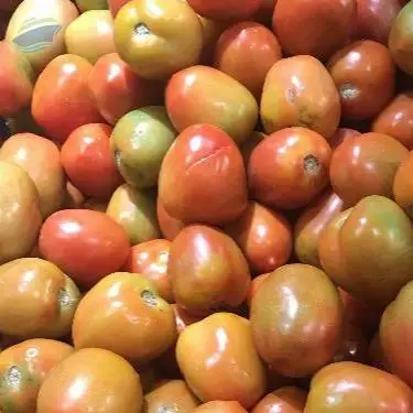 Tomato