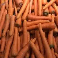 Carrot