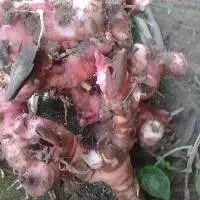 Red Galangal