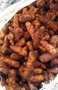 Turmeric