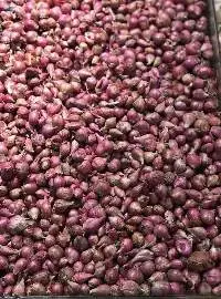 Shallot