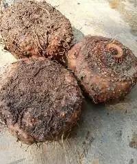 Porang/konjac