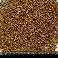 Coriander Seeds
