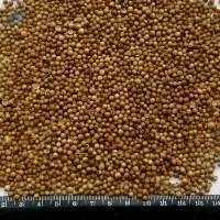 Coriander Seeds