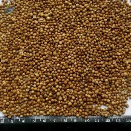 Coriander Seeds