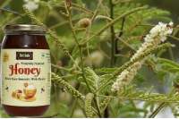 Acacia (Khair) Honey